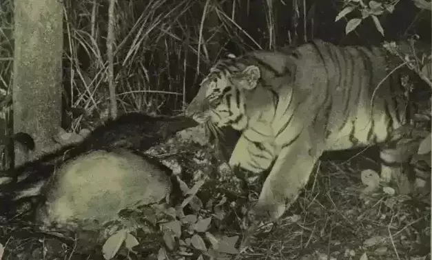 The first photographs of a tiger in the wild