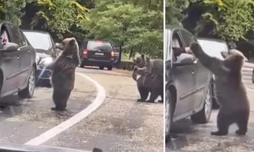 യാത്രികന് ഹൈ ഫൈവ് നൽകി കരടി; അവിശ്വസനീയ ദൃശ്യം വൈറൽ VIDEO