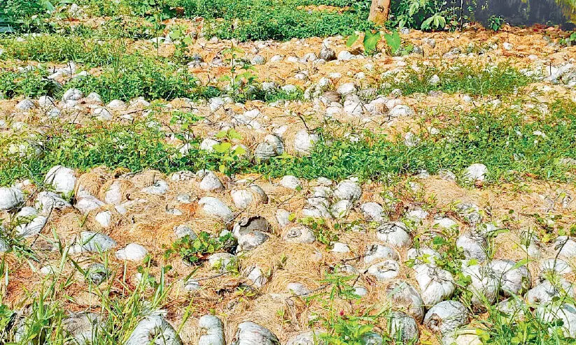 kuttiyadi coconut 765 kuttiyadi coconut 765