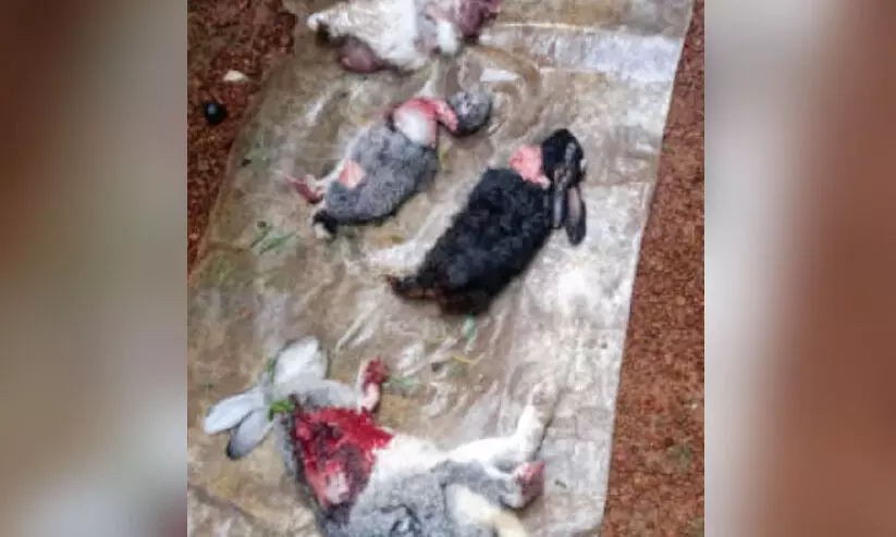 rabbit killed 8765 rabbit killed 8765