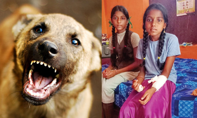 stray dog attack stray dog attack