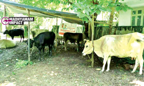 പ്രതിഷേധം വ്യാപകമായതോടെ തെരുവ് കന്നുകാലികളെ പിടിച്ചുകെട്ടി പൊന്നാനി നഗരസഭ