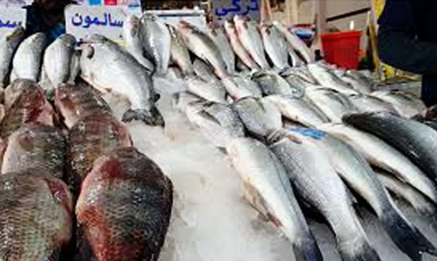 കുവൈത്തിൽനിന്ന് മത്സ്യ കയറ്റുമതിക്ക് വിലക്ക്