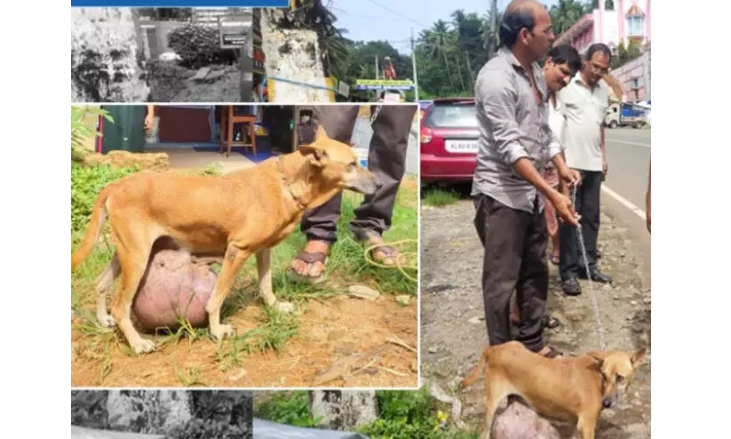 അവശനിലയിലായ നായ്ക്ക് പുതുജീവൻ നൽകി മൃഗസ്നേഹികൾ അവശനിലയിലായ നായ്ക്ക് പുതുജീവൻ നൽകി മൃഗസ്നേഹികൾ