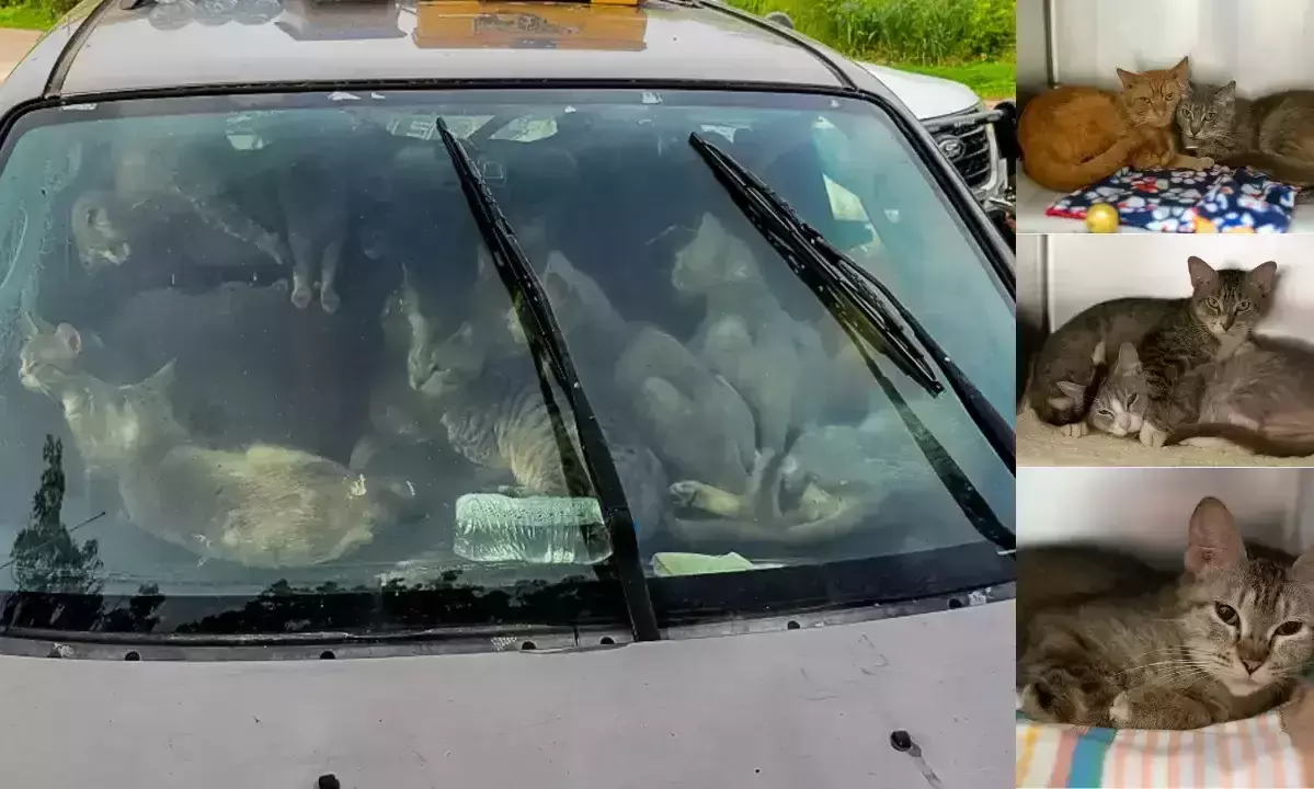 man with cat in a car