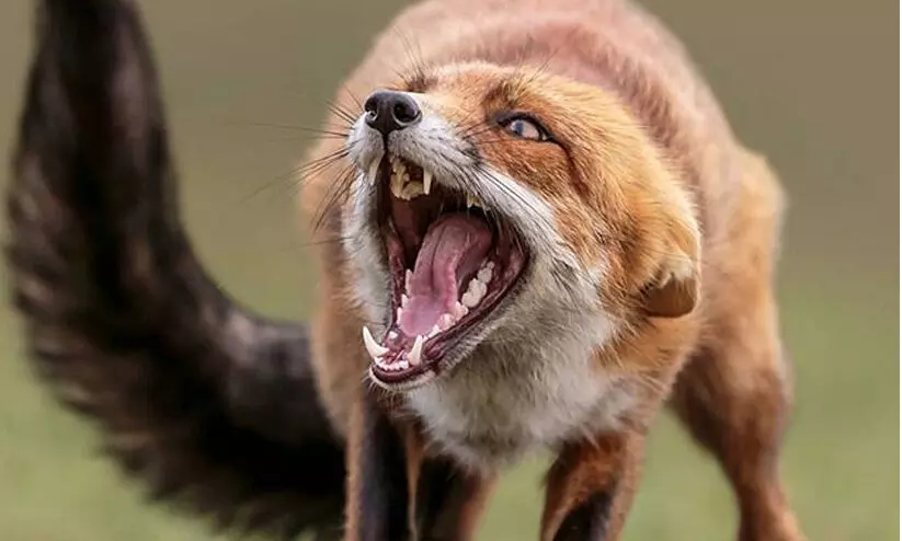 fox attack