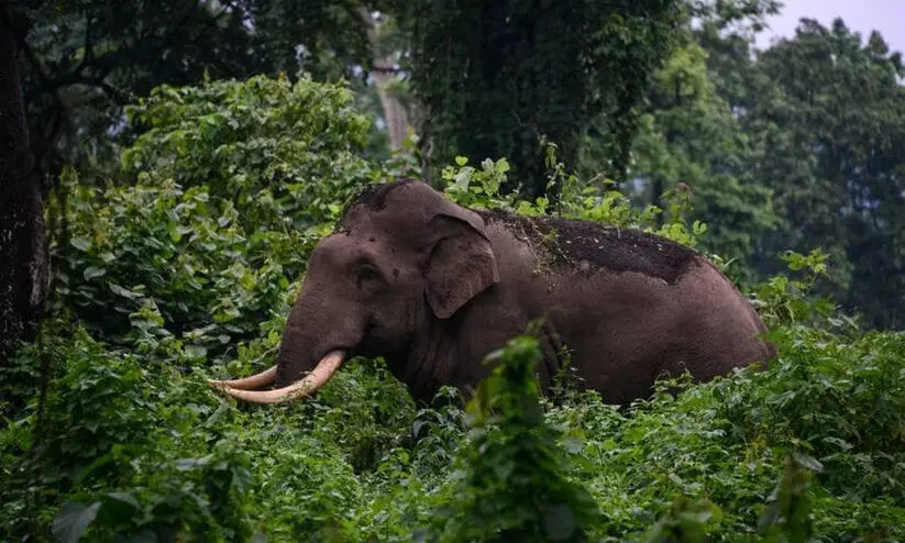 elephant extensively destroyed crops