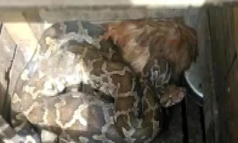 കോഴിക്കൂട്ടിൽ കയറിയ പെരുമ്പാമ്പിനെ പിടികൂടി