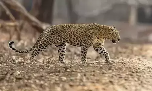 leopard 897y6