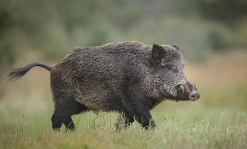 അംഗൻവാടി പരിസരത്ത് കാട്ടുപന്നിയിറങ്ങിയത് ഭീതിപടർത്തി അംഗൻവാടി പരിസരത്ത് കാട്ടുപന്നിയിറങ്ങിയത് ഭീതിപടർത്തി