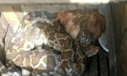 കോഴിക്കൂട്ടിൽ കയറിയ പെരുമ്പാമ്പിനെ പിടികൂടി