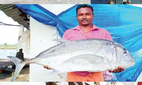 ചെമ്മീൻ കെട്ടിൽനിന്ന്​ ലഭിച്ച കൂറ്റൻ മത്സ്യം കൗതുകമായി