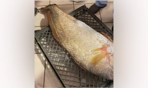 ഒ​രു മീ​ൻ ലേ​ലം​ചെ​യ്ത​ത് 489 ദീ​നാ​റി​ന്