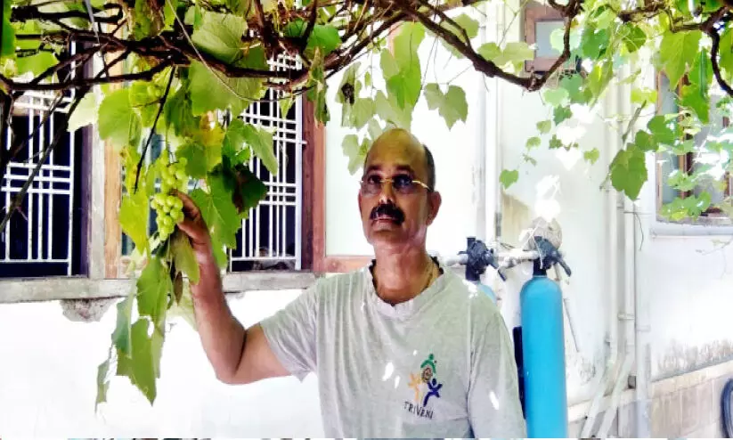 grapes grown in neeleswaram