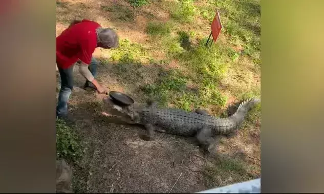 ആക്രമിക്കാൻ വന്ന മുതല വറചട്ടി അടിയിൽ പേടിച്ചോടി -വൈറൽ വീഡിയോ ആക്രമിക്കാൻ വന്ന മുതല വറചട്ടി അടിയിൽ പേടിച്ചോടി -വൈറൽ വീഡിയോ