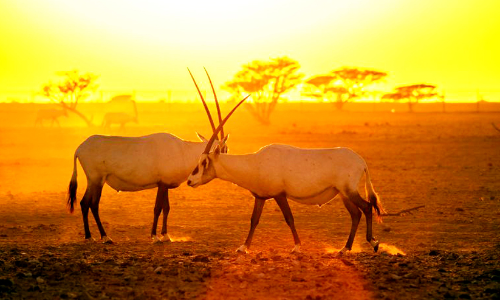 ര​ണ്ടു​ വി​നോ​ദ​സ​ഞ്ചാ​ര കേ​ന്ദ്ര​ങ്ങ​ൾ വി​ക​സി​പ്പി​ക്കു​ന്നു