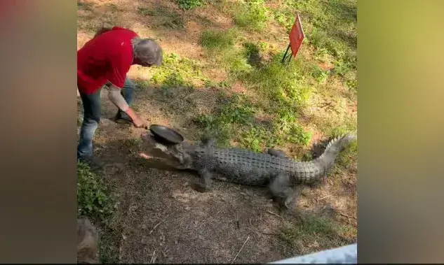 ആക്രമിക്കാൻ വന്ന മുതല വറചട്ടി അടിയിൽ പേടിച്ചോടി -വൈറൽ വീഡിയോ ആക്രമിക്കാൻ വന്ന മുതല വറചട്ടി അടിയിൽ പേടിച്ചോടി -വൈറൽ വീഡിയോ