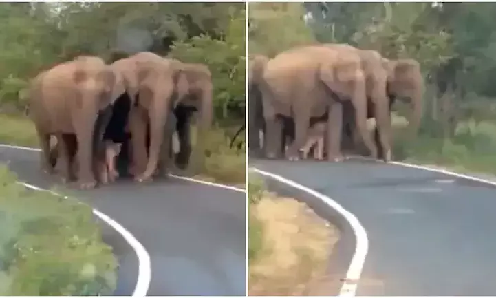 കുട്ടിയാനയുടെ ഇസഡ് പ്ലസ് സുരക്ഷ വൈറൽ