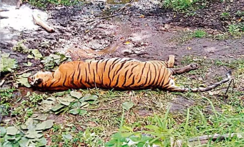ബന്ദിപ്പൂർ വനത്തിൽ കടുവ ചത്ത നിലയില് ബന്ദിപ്പൂർ വനത്തിൽ കടുവ ചത്ത നിലയില്