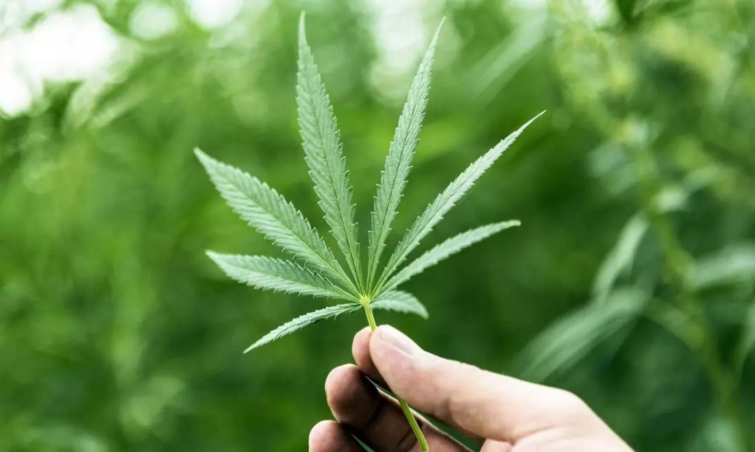 കഞ്ചാവ് കണ്ടെത്തി പൊലീസ്​ നായ്​; പ്രതി രക്ഷപ്പെട്ടു