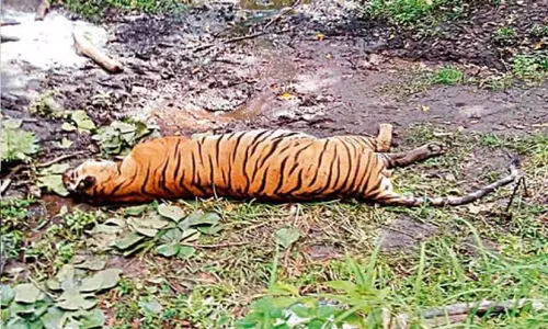 ബ​ന്ദി​പ്പൂ​ർ വ​ന​ത്തി​ൽ ക​ടു​വ ച​ത്ത നി​ല​യി​ല്‍