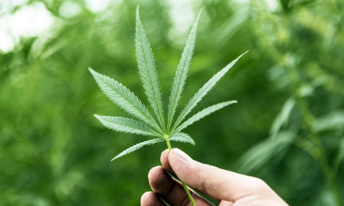 കഞ്ചാവ് കണ്ടെത്തി പൊലീസ്​ നായ്​; പ്രതി രക്ഷപ്പെട്ടു