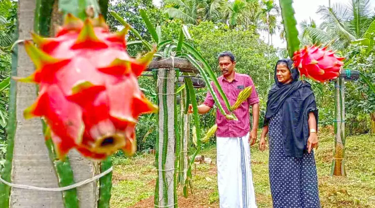 കാക്കിക്കുള്ളിലെ കർഷകന്റെ തോട്ടം പഴങ്ങളുടെ പറുദീസ