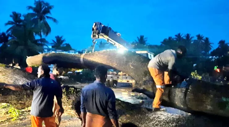 കൂറ്റൻ മരം കടപുഴകി വീണു; വൻ അപകടം ഒഴിവായി കൂറ്റൻ മരം കടപുഴകി വീണു; വൻ അപകടം ഒഴിവായി