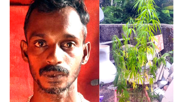 ടെറസിൽ കഞ്ചാവുചെടി നട്ടുവളർത്തിയയാൾ പിടിയിൽ ടെറസിൽ കഞ്ചാവുചെടി നട്ടുവളർത്തിയയാൾ പിടിയിൽ