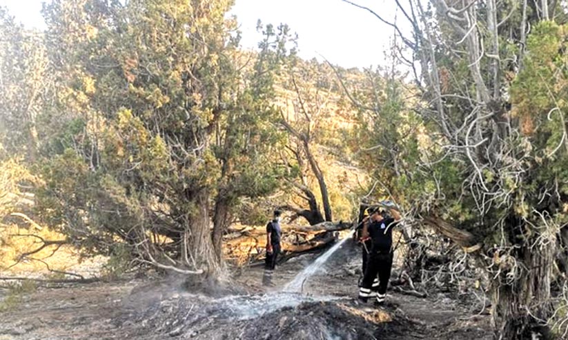 മരങ്ങൾക്ക് തീപിടിച്ചു മരങ്ങൾക്ക് തീപിടിച്ചു