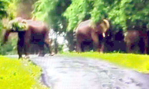 പ​ക​ലും കാ​ട്ടാ​ന ശ​ല്യം രൂ​ക്ഷം