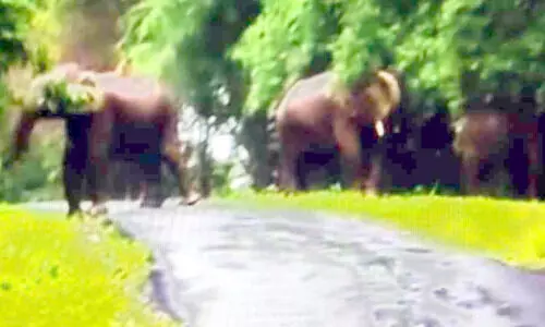 പ​ക​ലും കാ​ട്ടാ​ന ശ​ല്യം രൂ​ക്ഷം