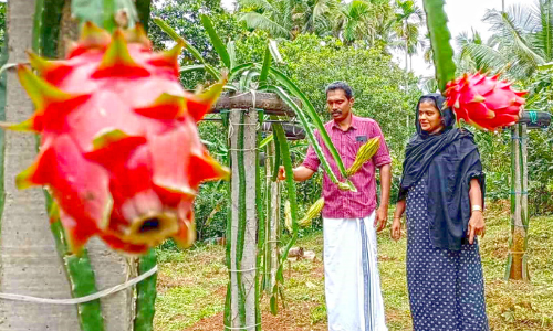 കാക്കിക്കുള്ളിലെ കർഷകന്റെ തോട്ടം പഴങ്ങളുടെ പറുദീസ