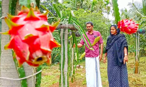 കാക്കിക്കുള്ളിലെ കർഷകന്റെ തോട്ടം പഴങ്ങളുടെ പറുദീസ