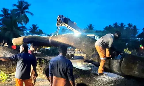 കൂറ്റൻ മരം കടപുഴകി വീണു; വൻ അപകടം ഒഴിവായി