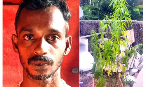 ടെറസിൽ കഞ്ചാവുചെടി നട്ടുവളർത്തിയയാൾ പിടിയിൽ