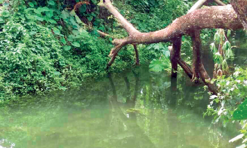 മ​ല​മ്പു​ഴ ക​നാ​ലി​ൽ വെ​ള്ള​മി​ല്ല; പ്ര​തി​ഷേ​ധ​വു​മാ​യി ക​ർ​ഷ​ക​ർ