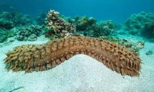 കടൽ വെള്ളരി: മത്സ്യബന്ധനവും വ്യാപാരവും നിരോധിച്ചു കടൽ വെള്ളരി: മത്സ്യബന്ധനവും വ്യാപാരവും നിരോധിച്ചു