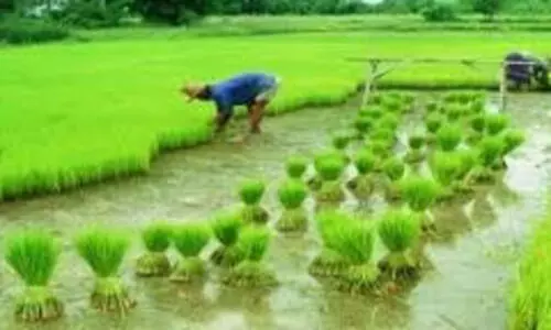 കൃഷിവകുപ്പിൽ കെട്ടിക്കിടക്കുന്നത് 41,702 ഫയലുകൾ