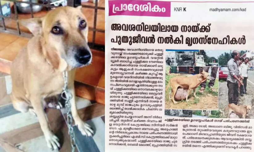 ട്യൂ​മ​ർ ബാ​ധി​ച്ച നായ്ക്ക് മൃ​ഗ​സ്നേ​ഹി​ക​ൾ ഒരുക്കിയ ​ ശസ്ത്രക്രിയ വിജയം