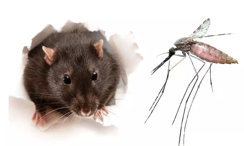 പനിച്ചൂടിൽ പൊള്ളി കൊല്ലം; ഡെങ്കിയും എലിപ്പനിയും കോവിഡും ബാധിക്കുന്നവരുടെ എണ്ണം കൂടുന്നു