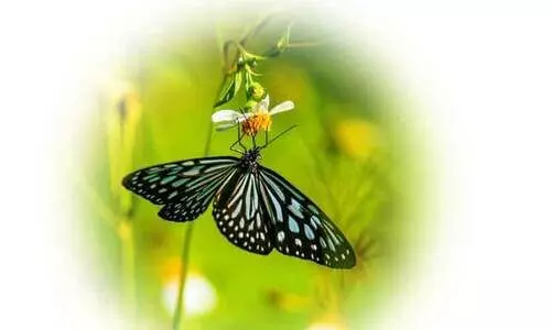 പൂമ്പാറ്റകളുടെ പൂന്തോപ്പ്