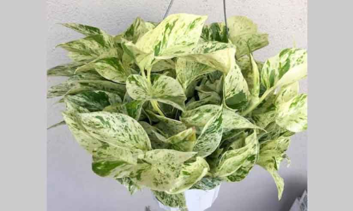 മാർബിൾ ക്യൂൻ പാത്തോസ്