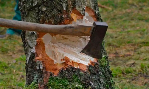 പട്ടയ ഭൂമിയിലെ മരം മുറി:  അനുമതി നൽകിയ ഉദ്യോഗസ്ഥർക്കെതിരെ  വിശദാന്വേഷണത്തിന് ഉത്തരവ്