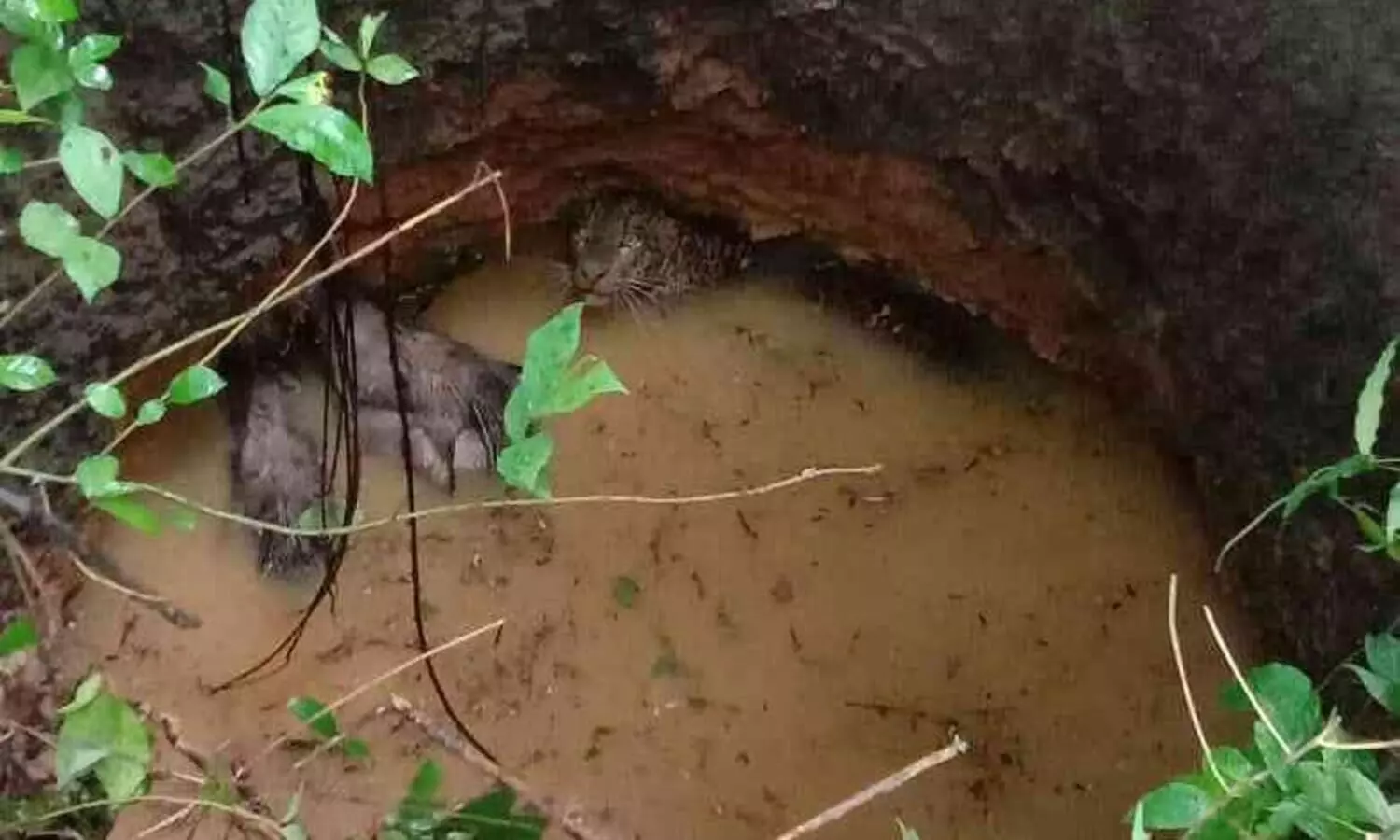 പുലിയും മൂന്ന് പന്നികളും കിണറിൽ വീണു:  പുലി രക്ഷാപ്രവർത്തിനിടയിൽ ഓടി രക്ഷപ്പെട്ടു