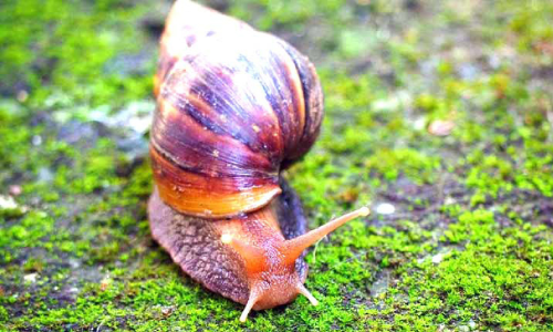 African snails