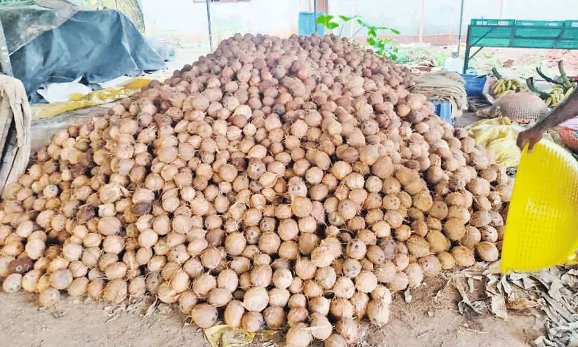 coconut storage coconut storage