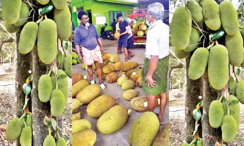jackfruit market is active