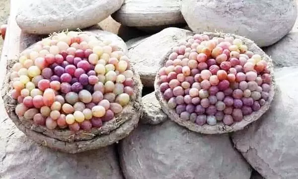Kangina The Ancient Afghan method of preserving grapes
