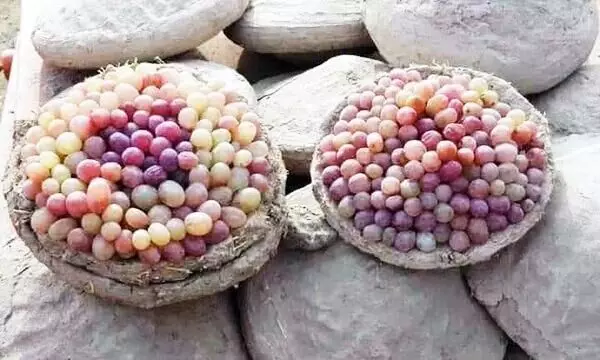 Kangina The Ancient Afghan method of preserving grapes Kangina The Ancient Afghan method of preserving grapes